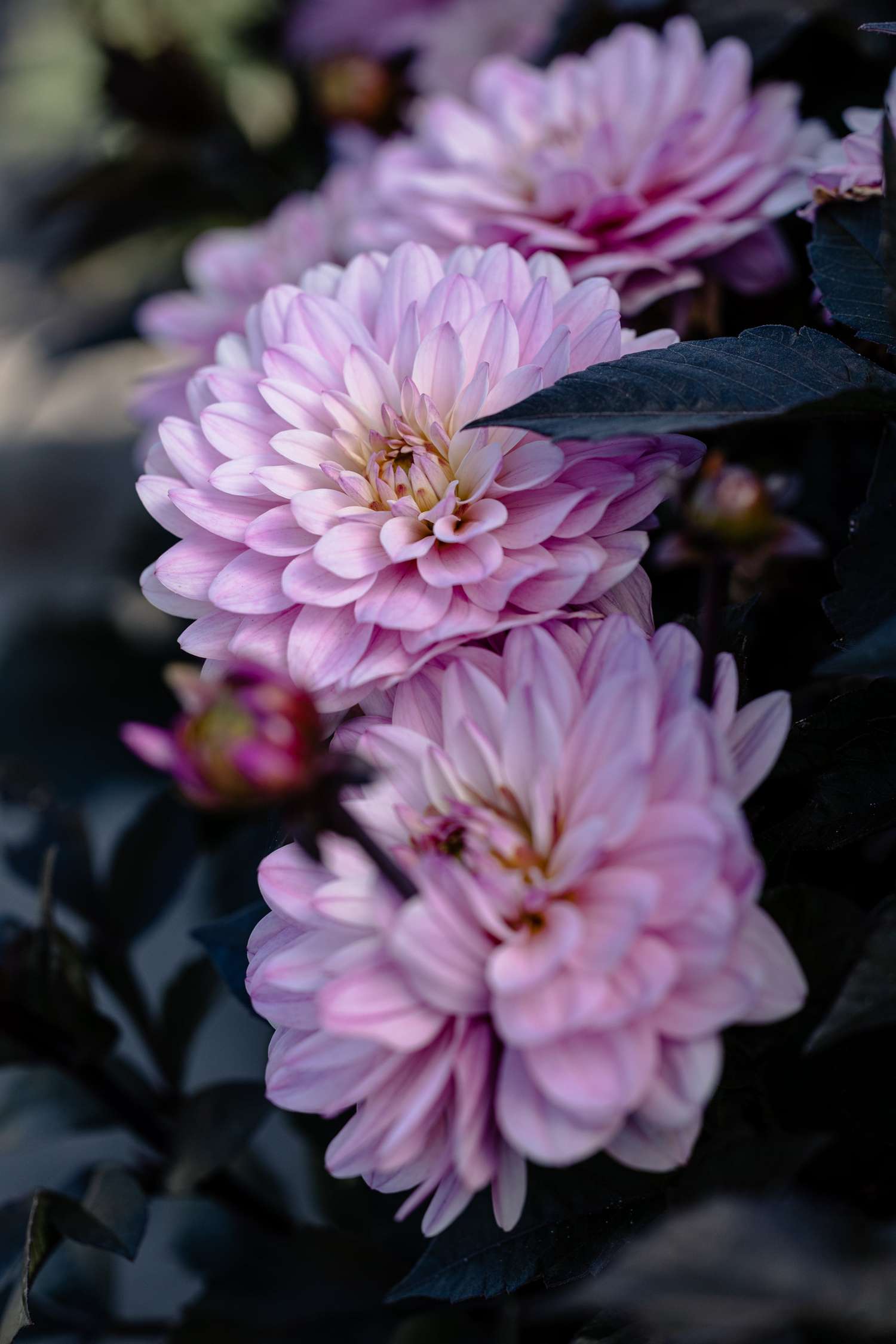 Dahlie 'Melody Harmony'